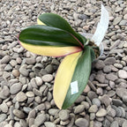 Phalaenopsis Pearl Beauty (super variegata/ mezza luna)