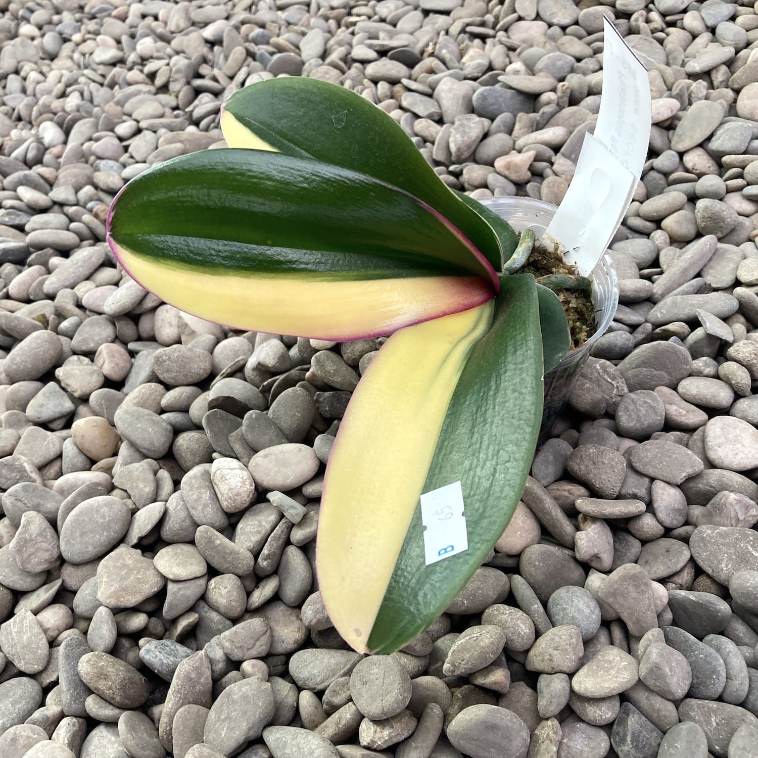 Phalaenopsis Pearl Beauty (super variegata/ half moon)