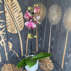 Phalaenopsis Phantom