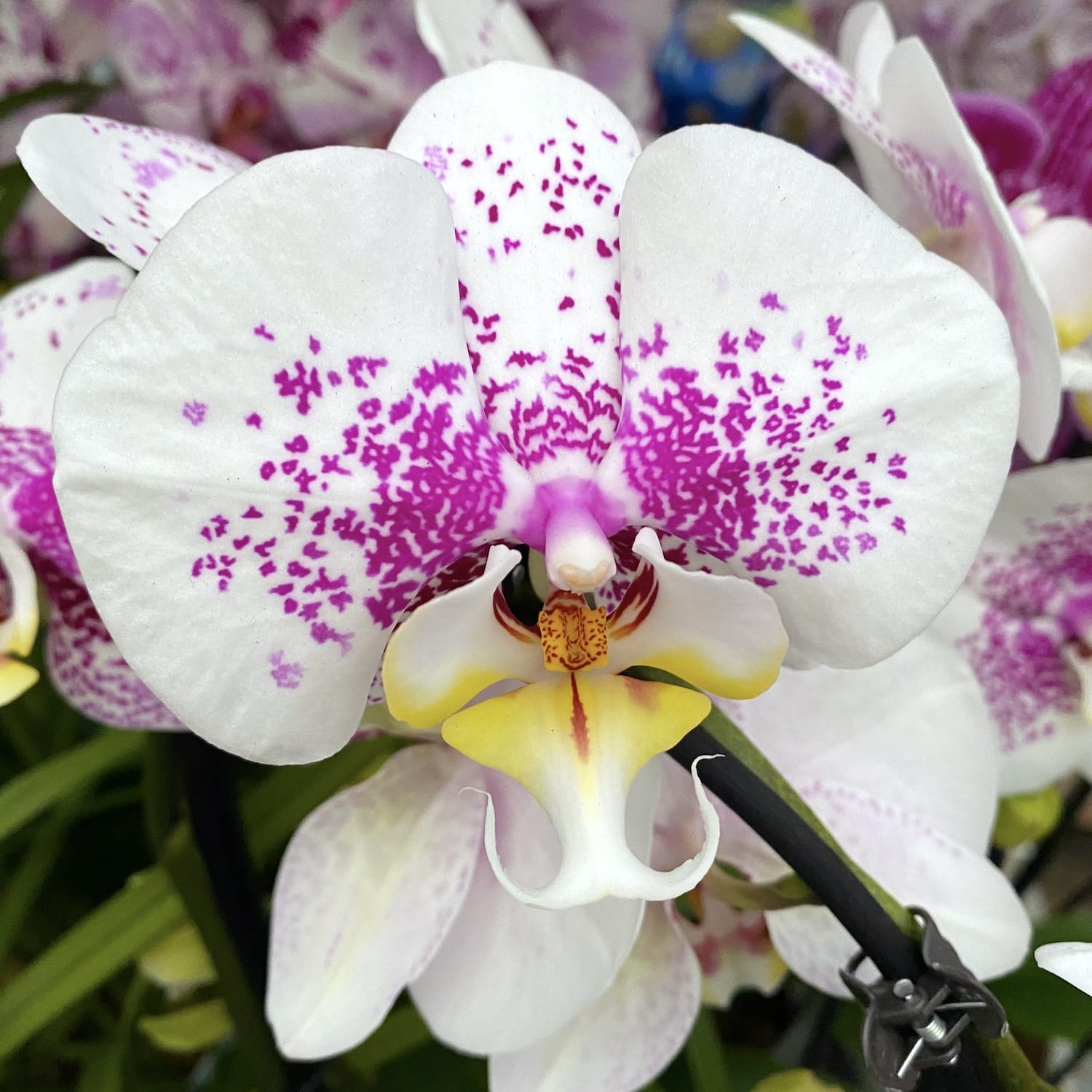 Phalaenopsis Philip Treacy