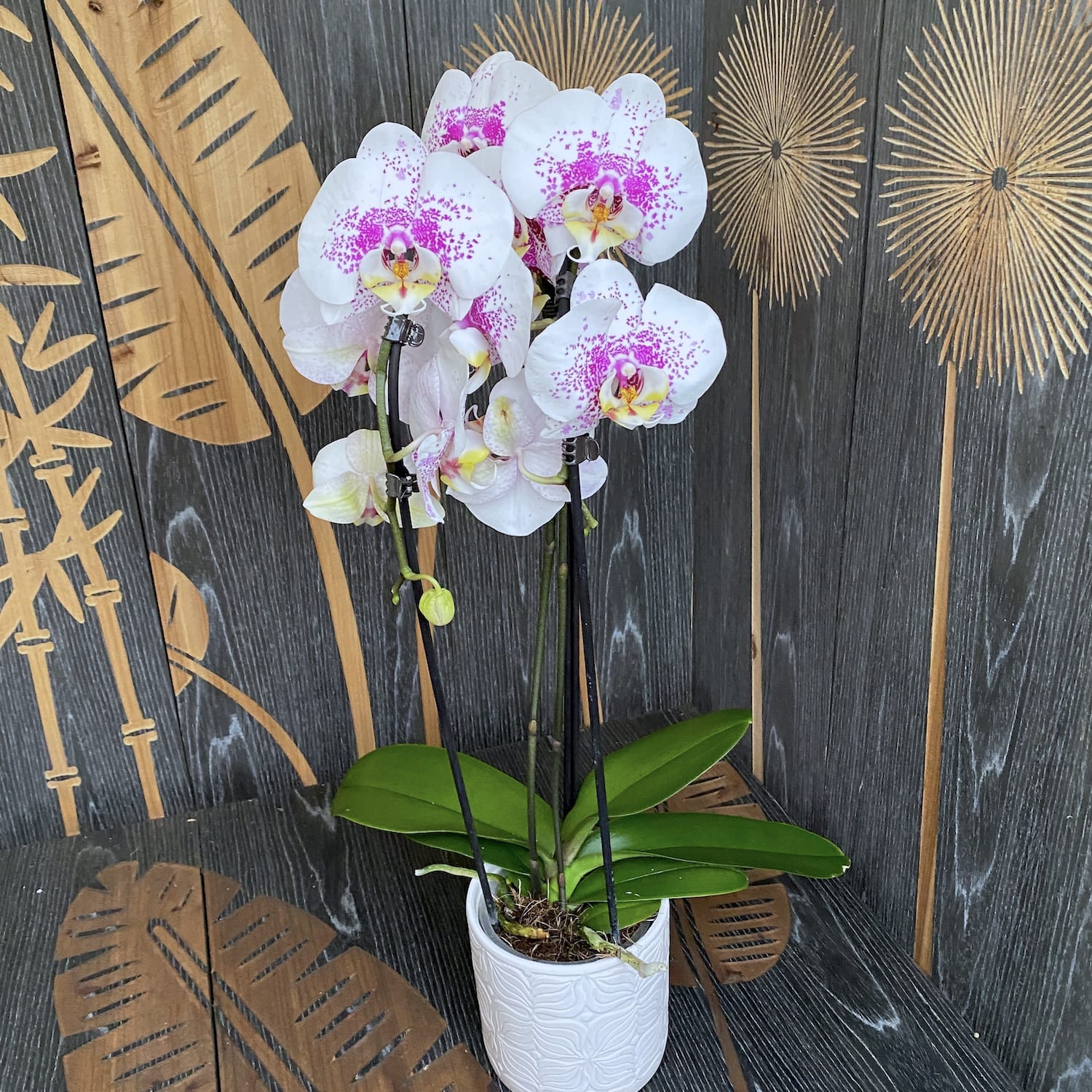 Phalaenopsis Philip Treacy