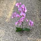 Phalaenopsis ružičasta