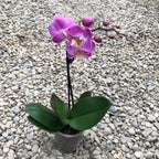 Phalaenopsis Pink multiflora