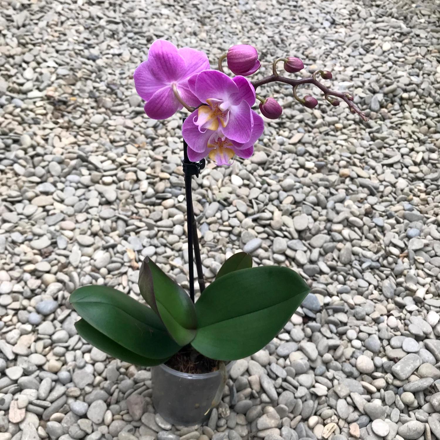 Phalaenopsis Pink multiflora