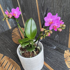 Phalaenopsis Flamant Rose