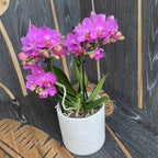 Phalaenopsis Flamant Rose