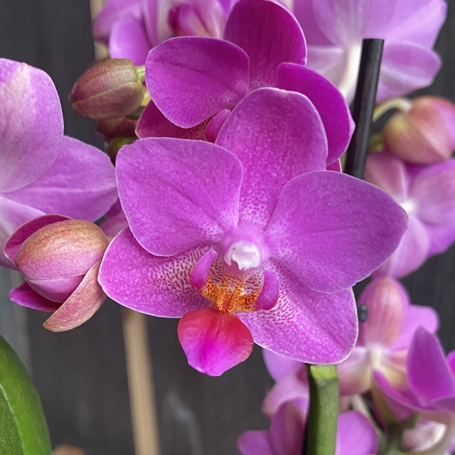 Phalaenopsis Flamant Rose
