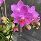 Phalaenopsis Flamant Rose