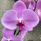 Phalaenopsis Miki Pink Lady (Florious Pink) - floarea XXL