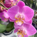 Phalaenopsis Pink multiflora