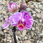 Phalaenopsis Pinky mini