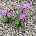 Phalaenopsis Pinky mini