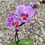 Phalaenopsis Pinky mini