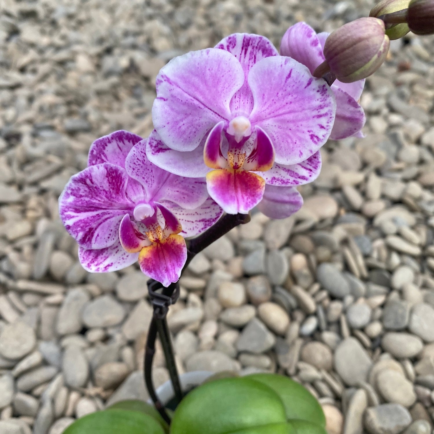 Phalaenopsis Pinky mini