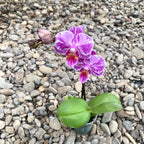 Phalaenopsis Pinky mini