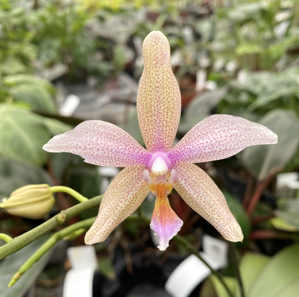 Phalaenopsis Pinlong Cheris × hieroglyphica