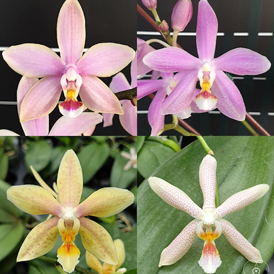 Phalaenopsis Pinlong Cheris × Almanis