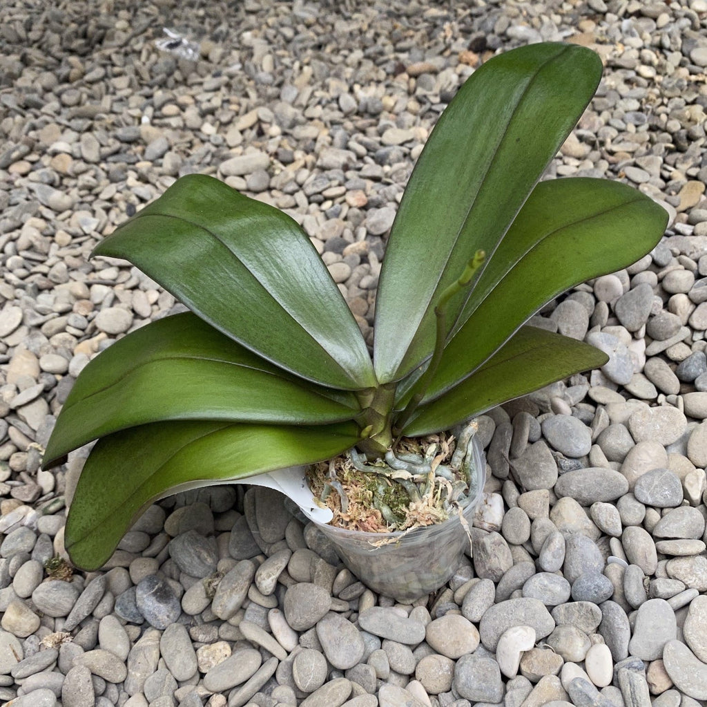 Phalaenopsis Pinlong Cheris × hieroglyphica