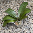 Фаленопсис Pinlong Cheris × hieroglyphica