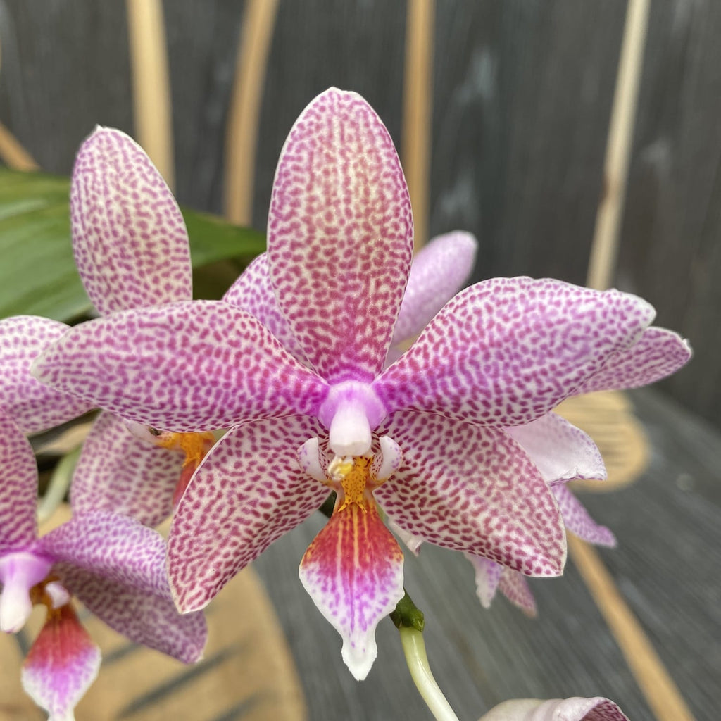 Phalaenopsis Pinlong Cheris × hieroglyphica