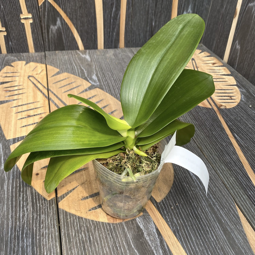 Phalaenopsis Pinlong Cheris × hieroglyphica