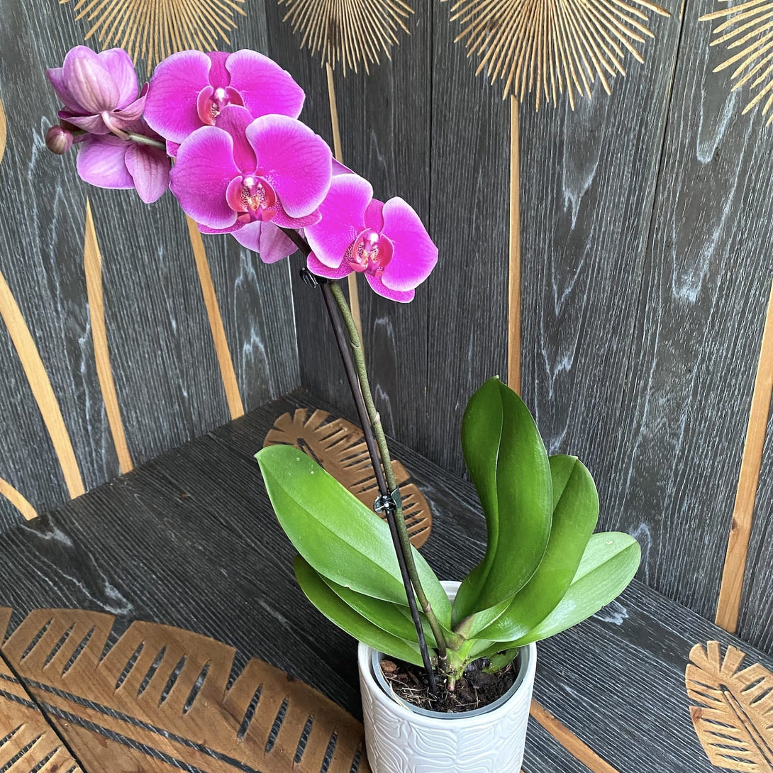 Orchid Phalaenopsis Pretoria Floraria Secret Garden (SG)