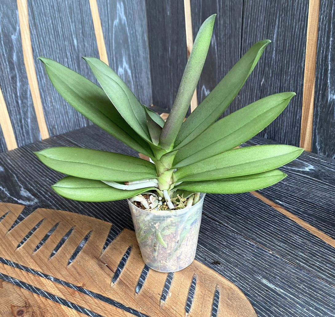 Orchid Phalaenopsis Purple Gem 'Miki Leopard'