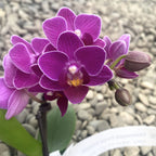 Phalaenopsis Purple Princess (mini)