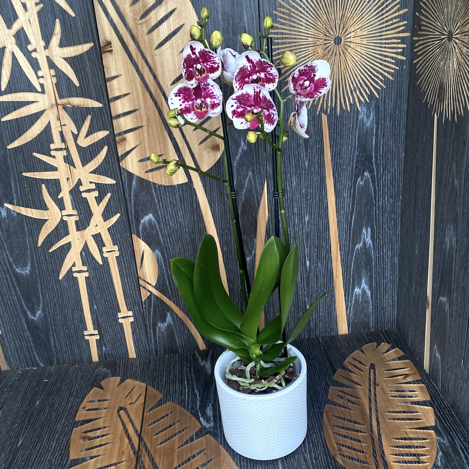 Phalaenopsis Purple Rain