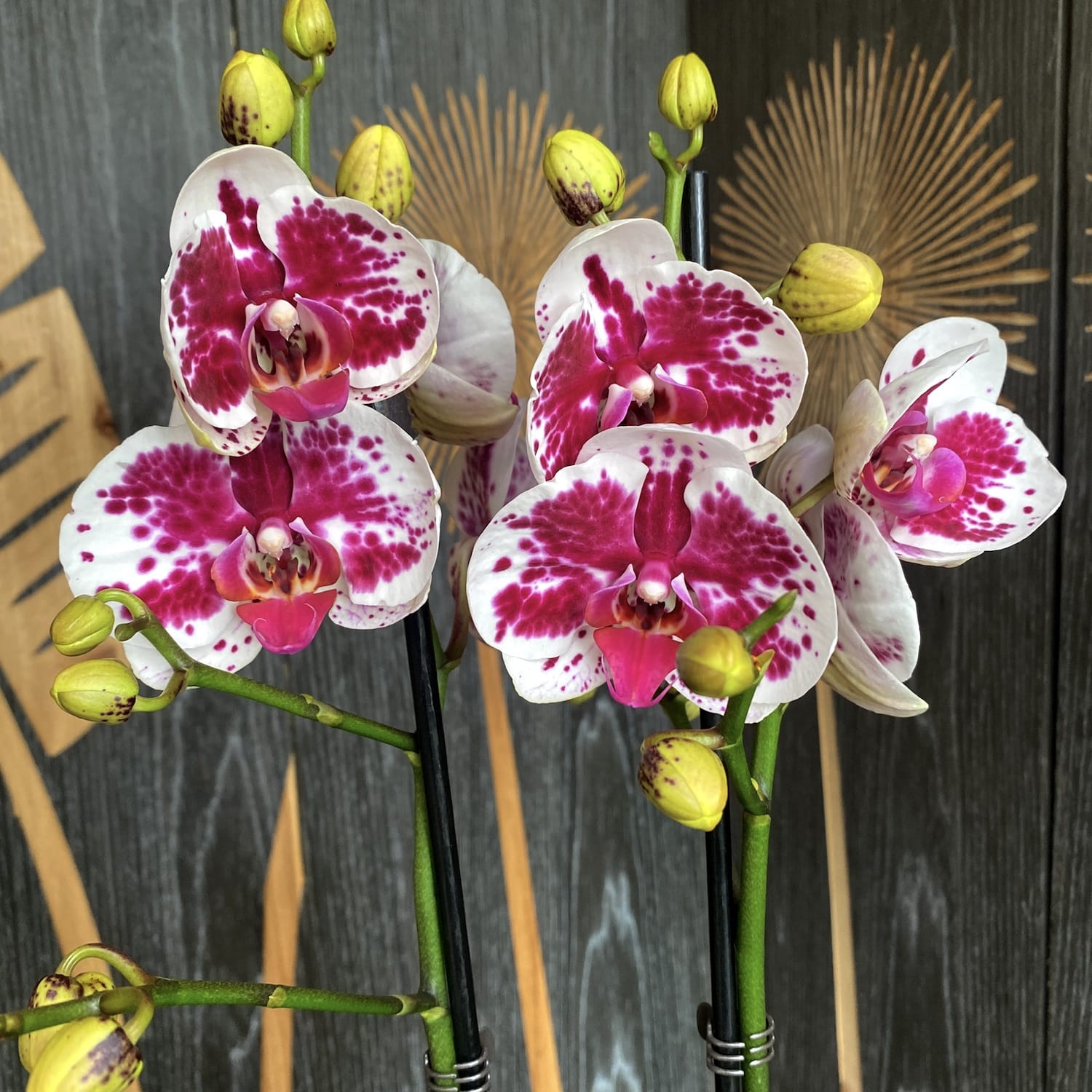 Phalaenopsis Purple Rain