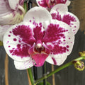 Phalaenopsis Purple Rain