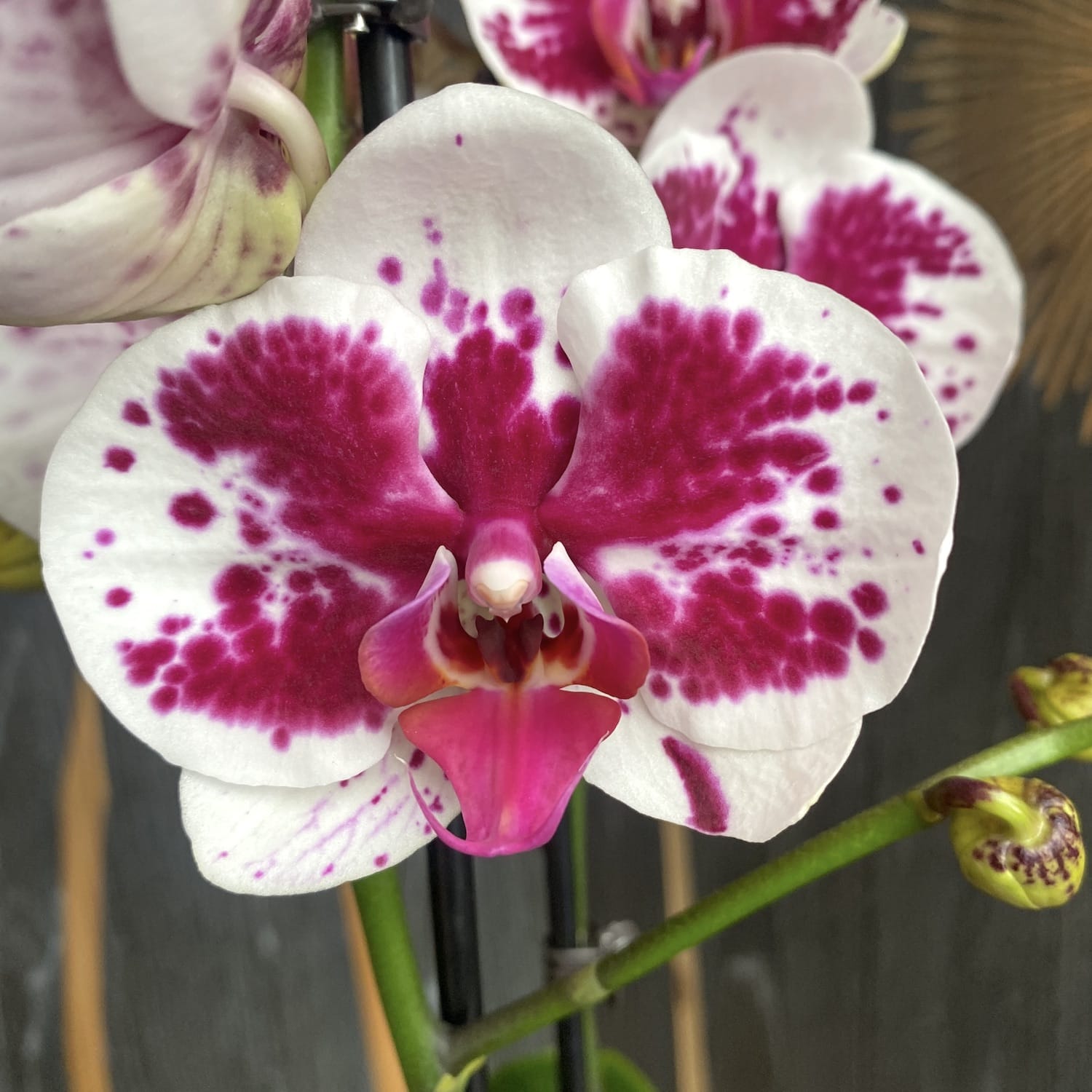 Phalaenopsis Purple Rain