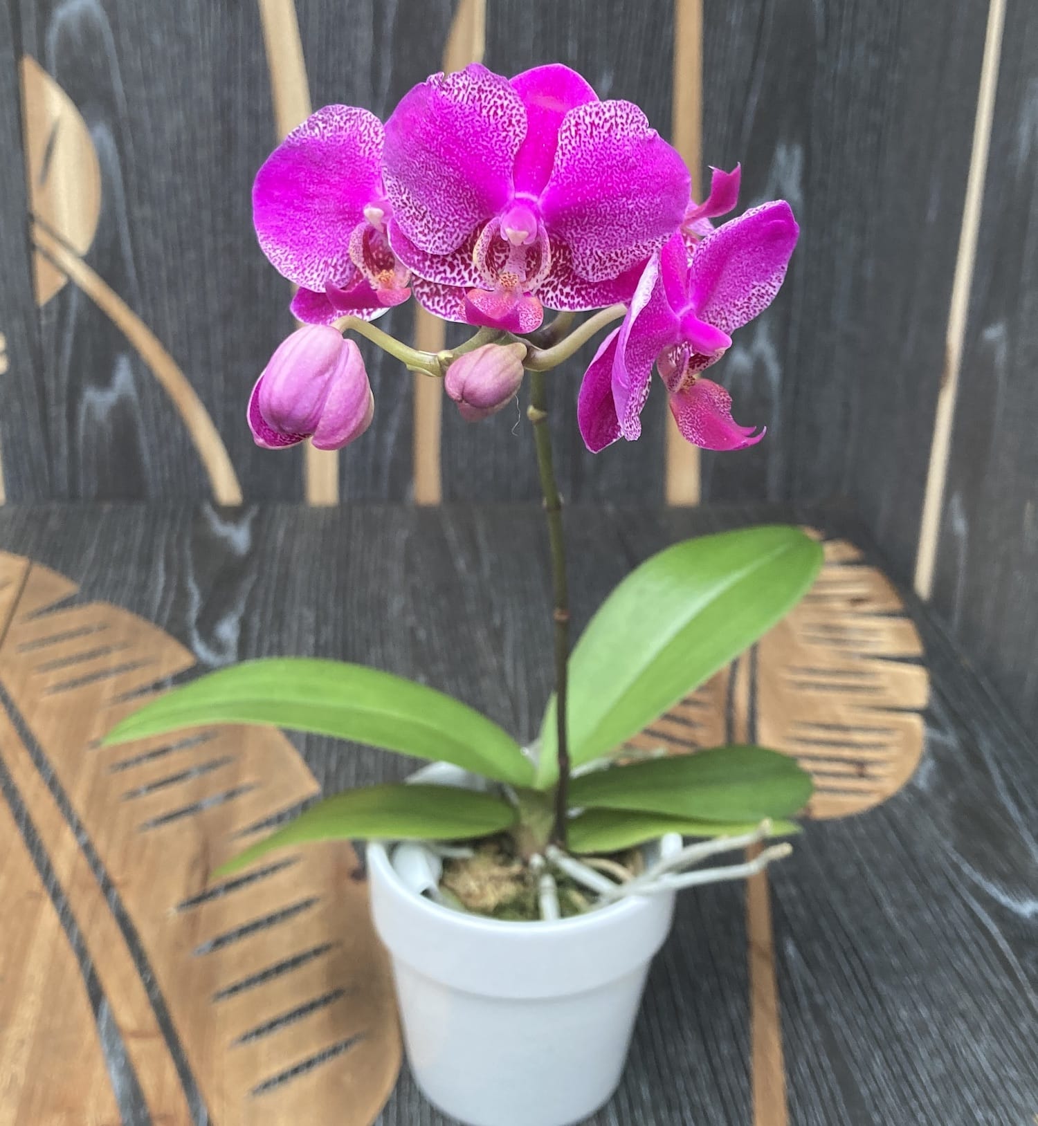 Phalaenopsis Queen Barry