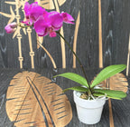 Phalaenopsis Reine Barry