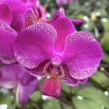 Phalaenopsis Reine Barry
