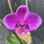 Phalaenopsis Queen Beer 'Splash'