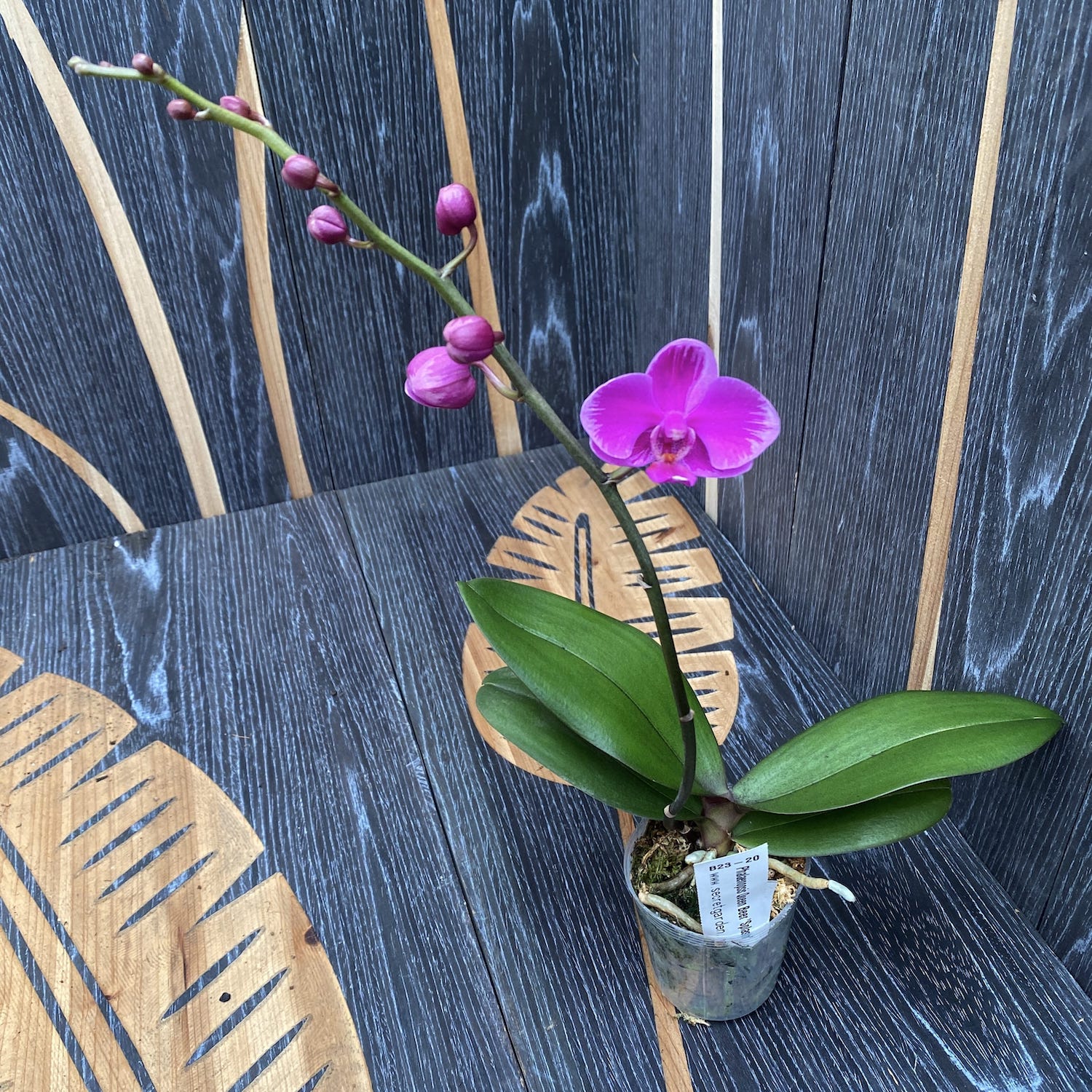 Phalaenopsis Queen Beer 'Splash'