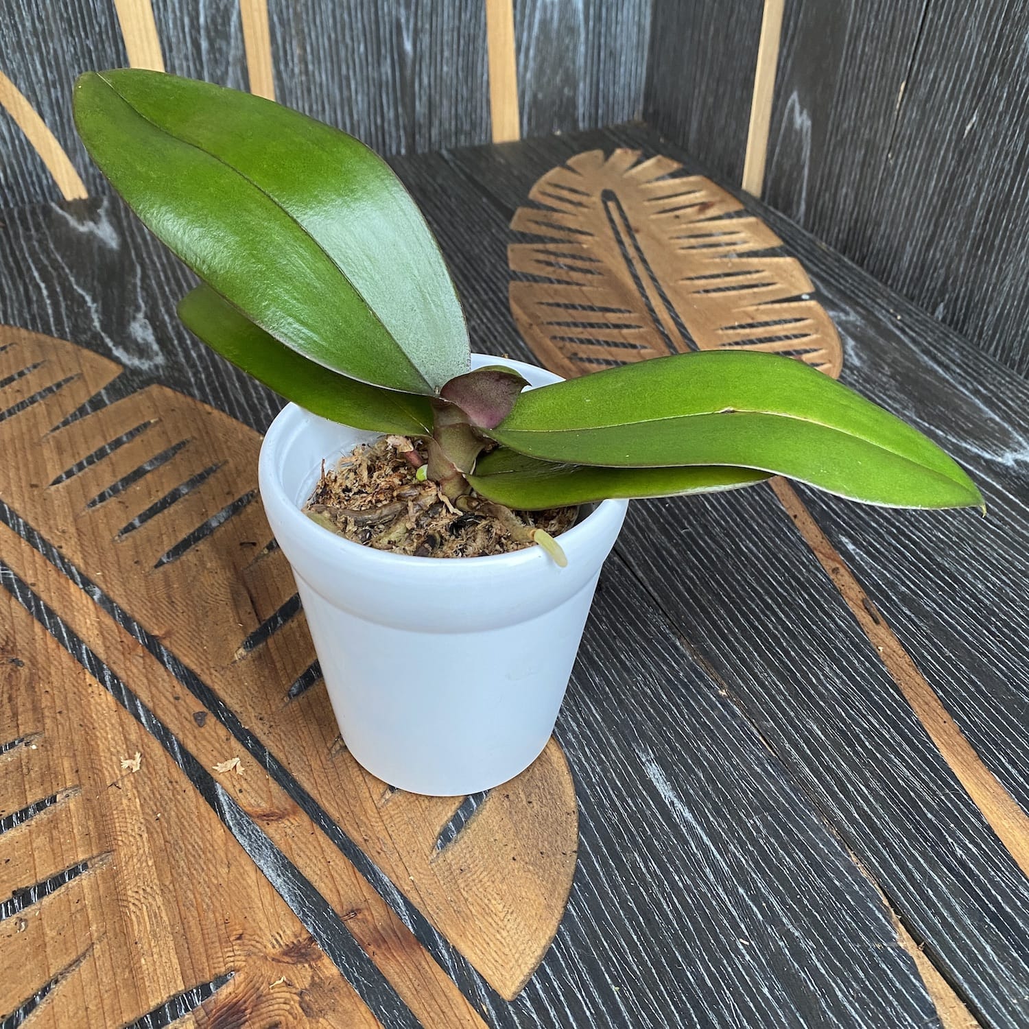 Phalaenopsis Queen Beer 'Splash'