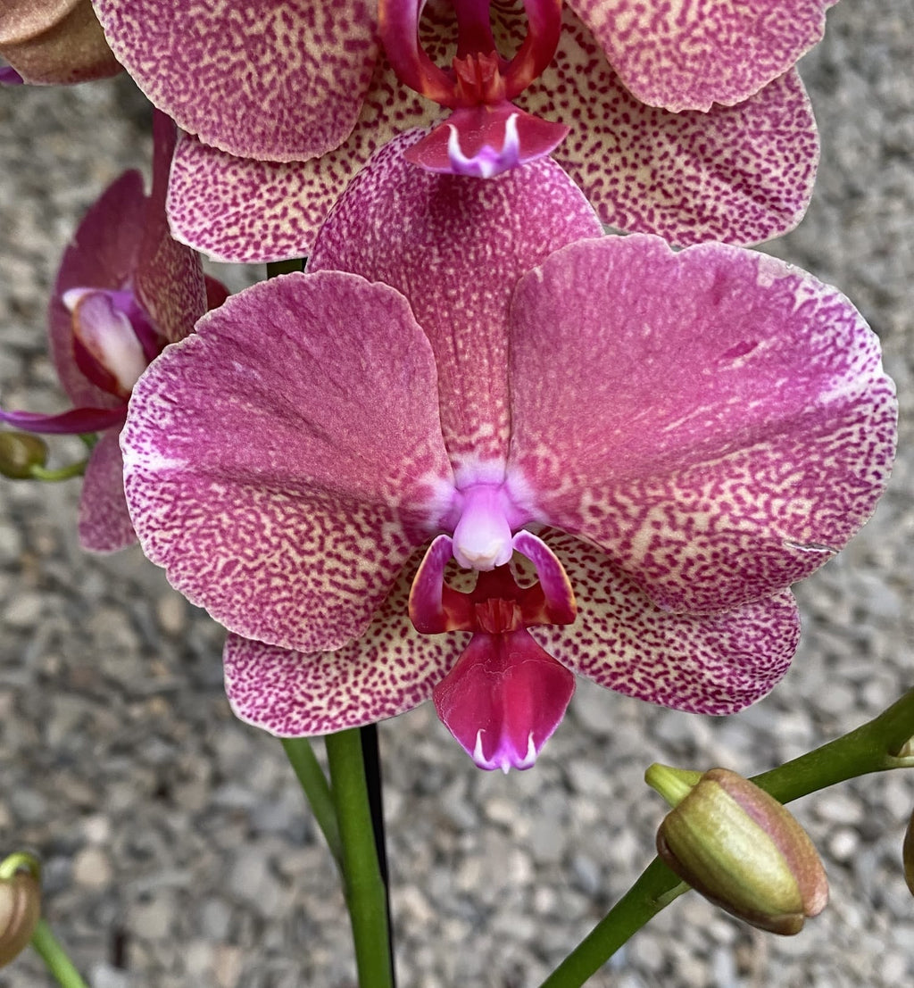 Phalaenopsis Raoul