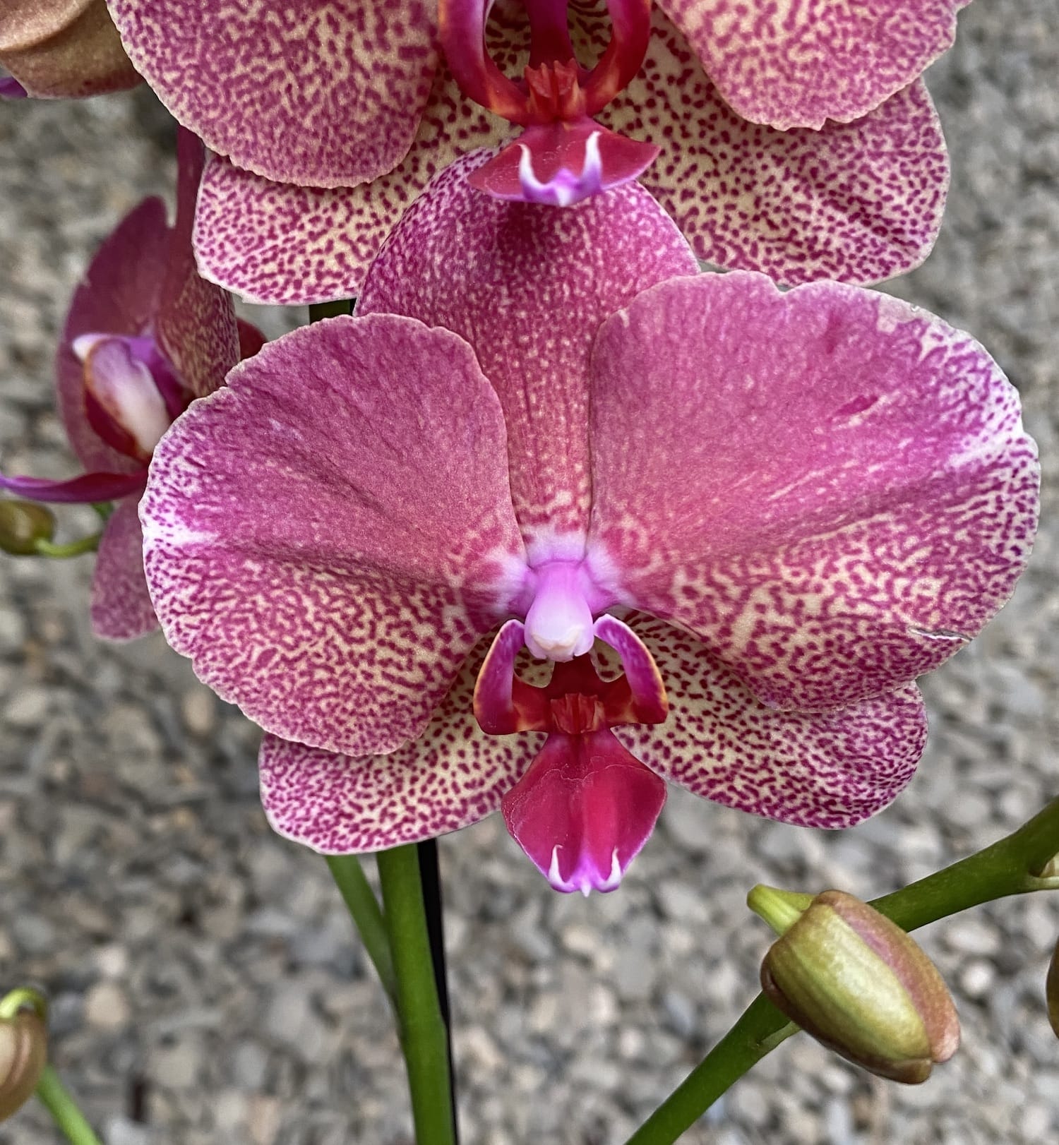 Phalaenopsis Raoul