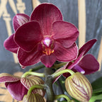 Phalaenopsis Rode Leeuw