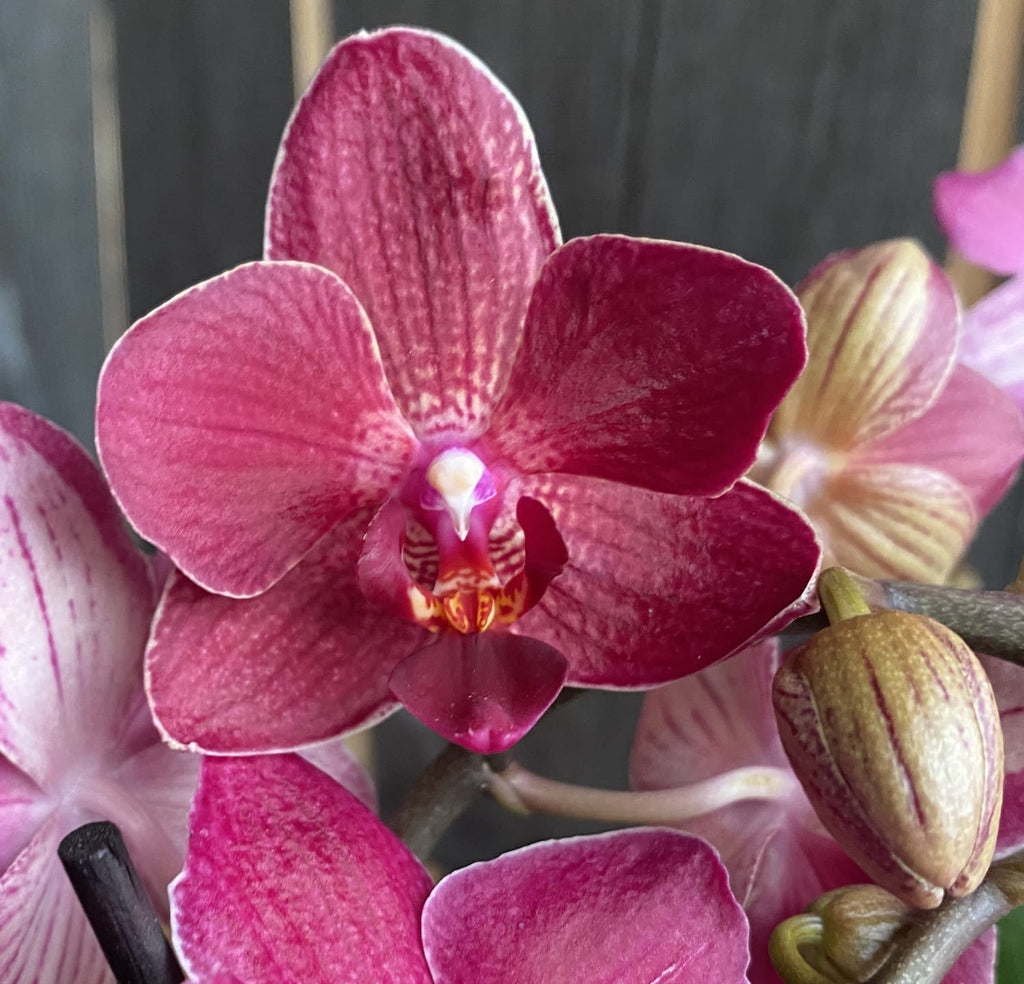 Phalaenopsis Roter Löwe
