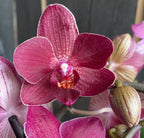 Phalaenopsis Rode Leeuw
