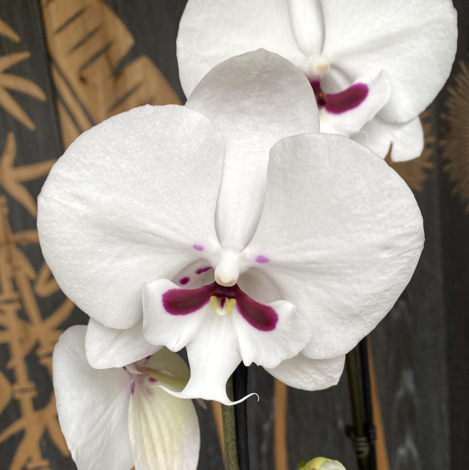 Phalaenopsis Younghome Gentleman 'Moustache' (Reyoung Prince) - big lip