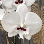 Phalaenopsis Younghome Gentleman 'Moustache' (Reyoung Prince) - grande lèvre