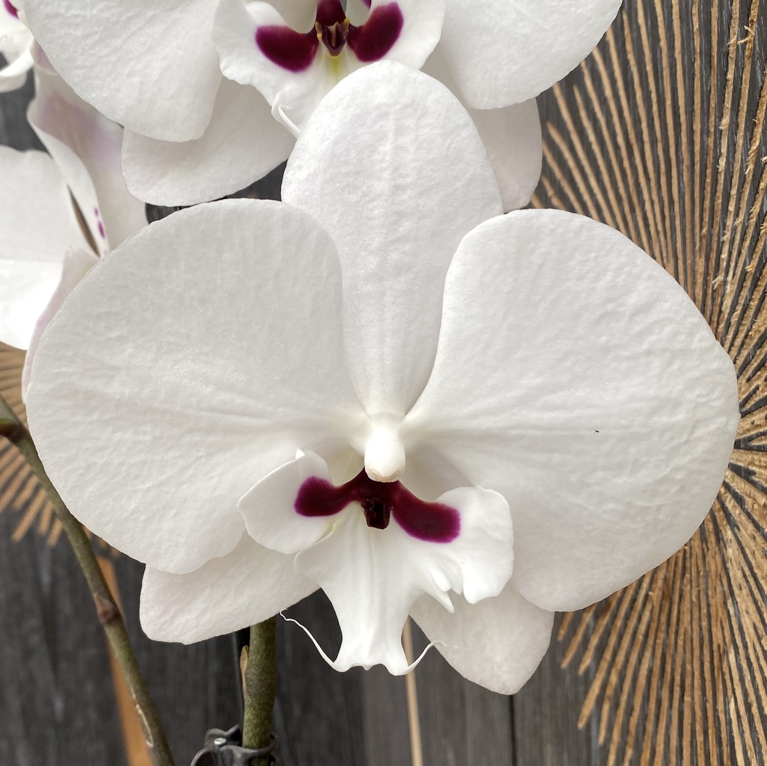 Phalaenopsis Younghome Gentleman 'Moustache' (Reyoung Prince) - veliki usnik