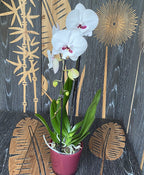 Phalaenopsis Younghome Gentleman 'Moustache' (Reyoung Prince) - grande lèvre