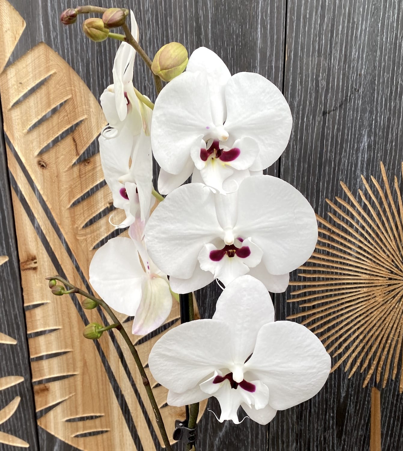 Phalaenopsis Younghome Gentleman 'Moustache' (Reyoung Prince) - veliki usnik