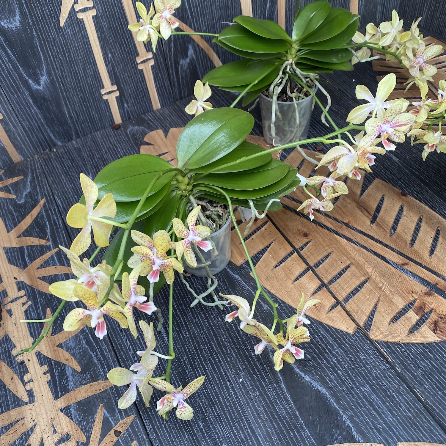 Phalaenopsis Rheingold x Pallens (parfumat)