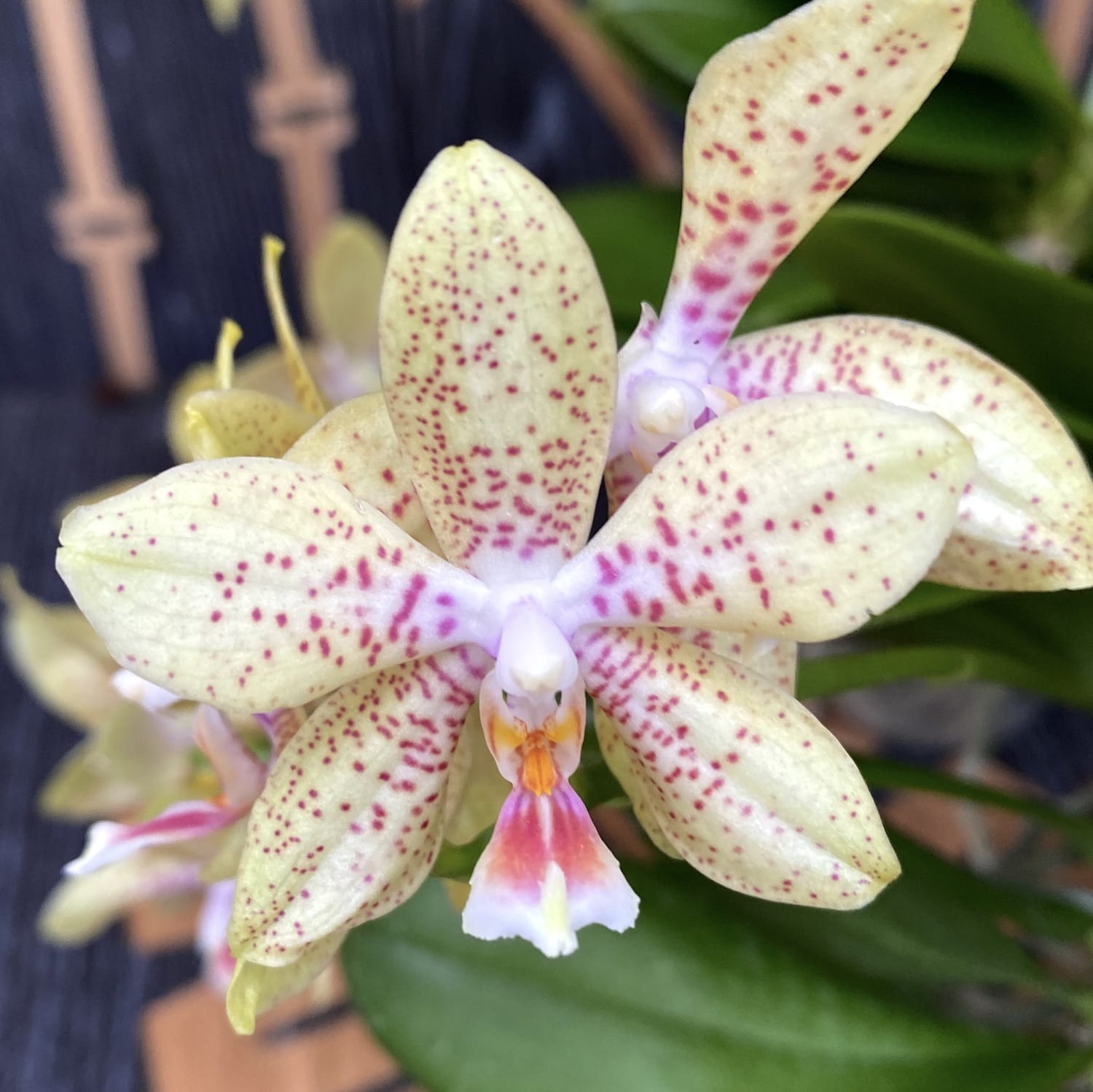 Phalaenopsis Rheingold x Pallens (parfumat)